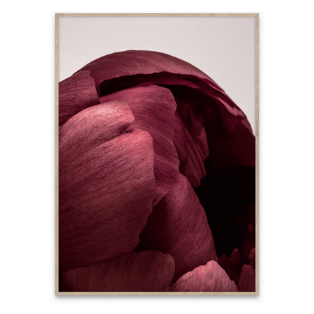 Fotografie Peonia 01 Paper Collective