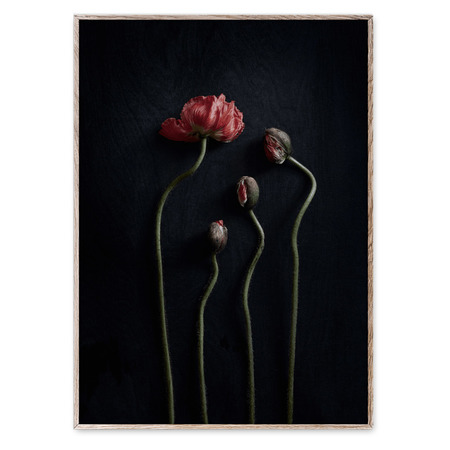 Zartes Klatschmohn-Stillleben