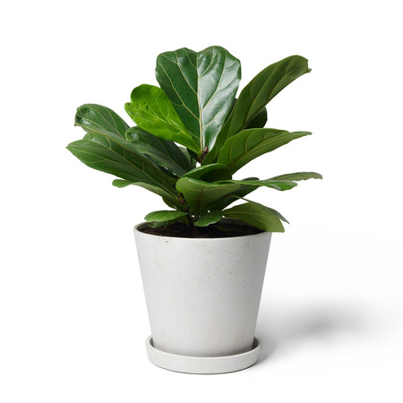 Zimmerpflanze Die Eindrucksvolle