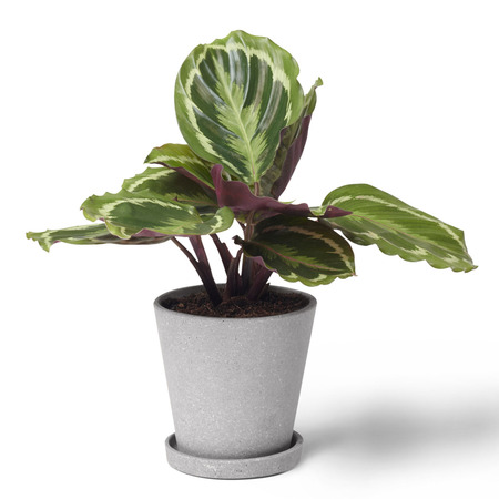 Zimmerpflanze Die Lebhafte