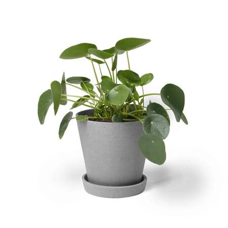 Zimmerpflanze 'Die Liebevolle'