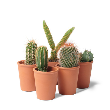 Frida Verde Kakteen-Set 'Die Familie'  Standard,  5er Set