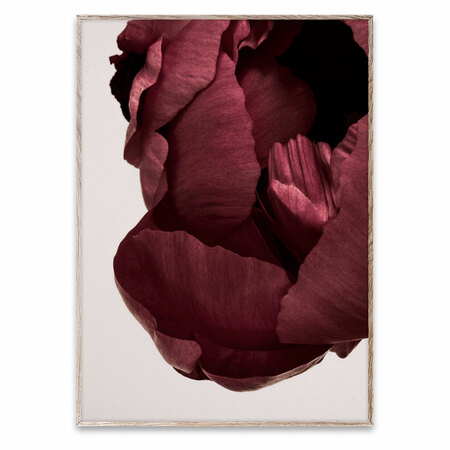 Fotografie 'Peonia 02'