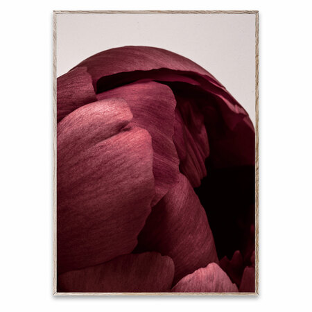 Fotografie Peonia 01 Paper Collective