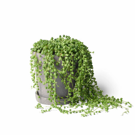 Frida Verde Zimmerpflanze 'Die Lässige' Mit Topf Grau