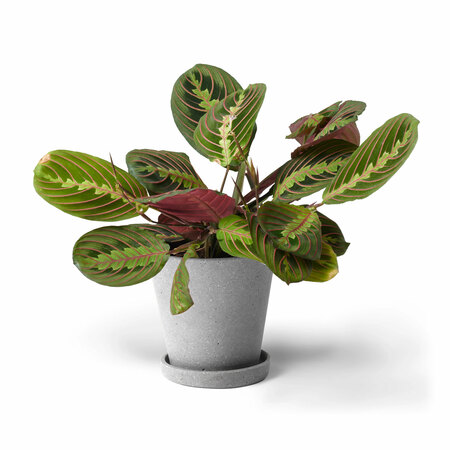 Frida Verde Zimmerpflanze 'Die Farbige' Mit Topf Grau