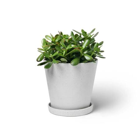 Frida Verde Zimmerpflanze 'Die Furchtlose' Ohne Topf