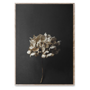 Delicate hydrangea still life