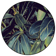 Jungle-Teppich Tropicana 4